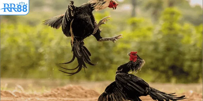 Quy tắc tham gia đá gà Thomo có bình luận viên