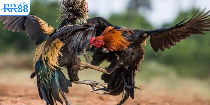 Lưu ý quan trọng khi tim link trực tiếp đá gà Thomo